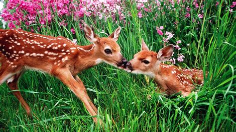 Spring Animal Wallpaper For Desktop 49 Images