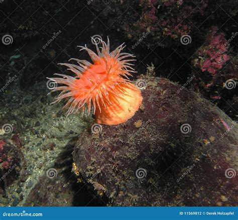 Swimming Anemone Stomphia Didemon Stock Photo Image Of Cnidarian