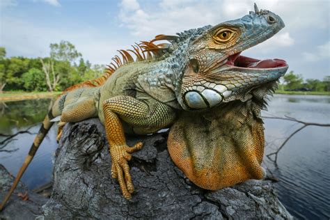 Habitat Iguana di Indonesia