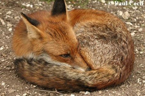 red fox curled up tales of tails pinterest