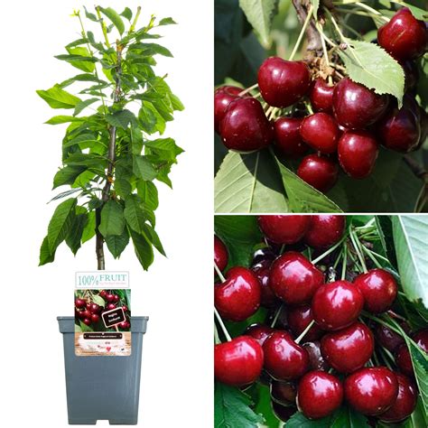 Duo Cherry Tree For Sale Regina And Sunburst Free Uk Delivery