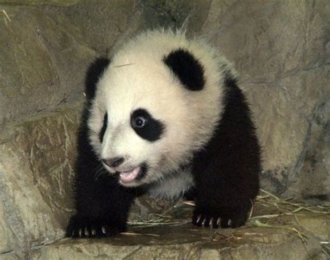 Funny And Cute Pandas 39 Pics