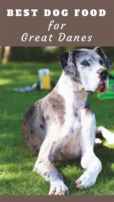 The best dog food for great danes. The Best Dog Food For Great Danes. What Should You Really ...