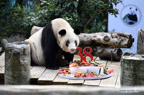 Worlds Oldest Captive Giant Panda Celebrates 38th Birthdayenglish