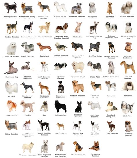 The Most Favorite Dog Breeds A To Z With Dog Breeds Alphabetical Order
