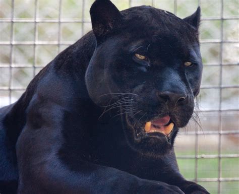 Meet Orson The Black Jaguar Flickr Photo Sharing