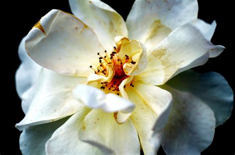 White Flower Free Stock Photo Public Domain Pictures