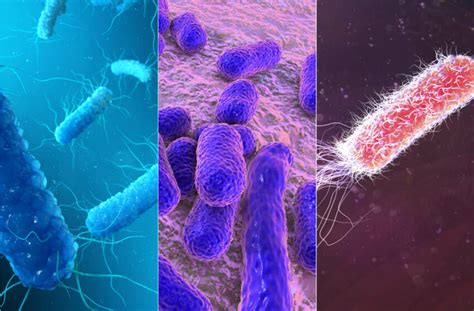 Who Priority Pathogens List The Most Dangerous Bacteria In The World