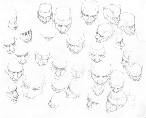 Human Head Anatomy Drawing At Free For