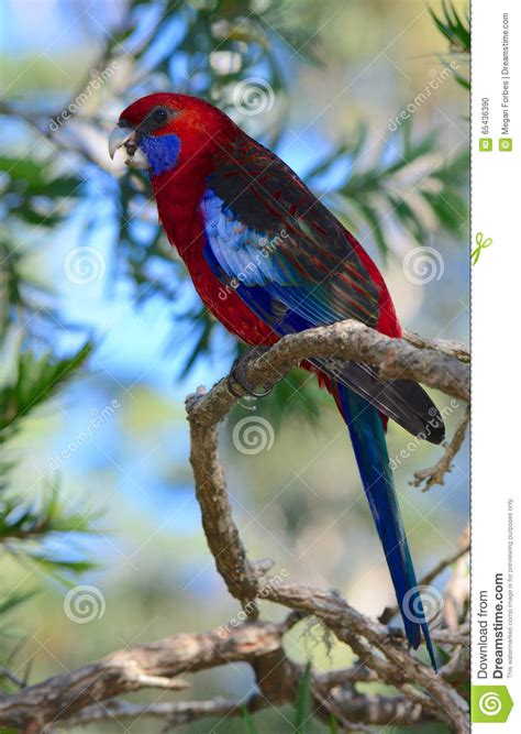 Wild Crimson Rosella Parrot In Australia Stock Photo Image Of