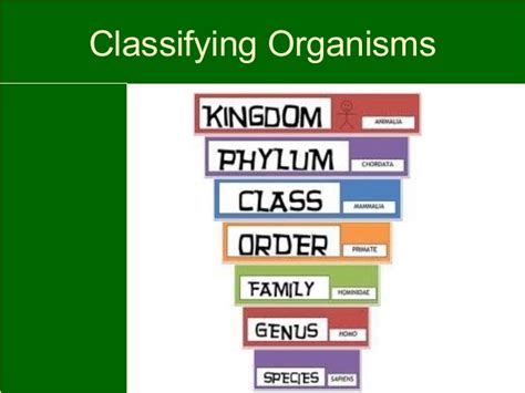 Classification Of Living Things Mind Map