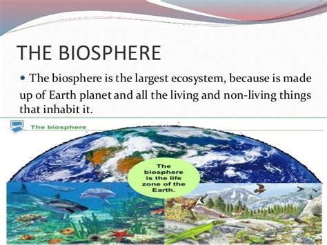 Biosphere Examples Gallery Diagram Writing Sample Ideas And Guide