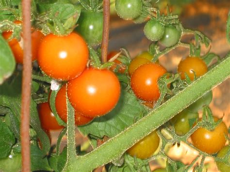 Tomato Season Around The Corner