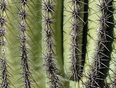 In warmer areas of texas it will survive as long as the temperature does not fall below freezing for an extended period. Saguaro - Wikipedia
