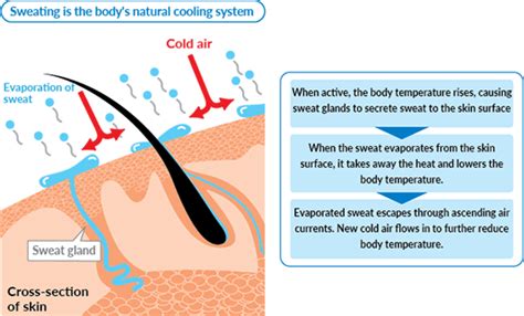 Water An Essential Element For The Human Body Otsuka Pharmaceutical