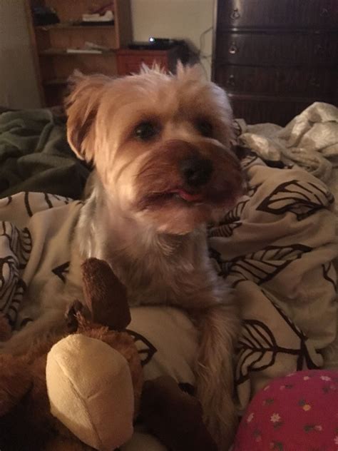 Pin by The Art Of Gandy on Bella Our Furbaby | Vets, Fur babies, Dogs