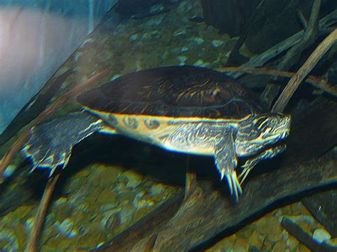 Pseudemys Alabamensis Alabama Red Bellied Turtle In Zoos