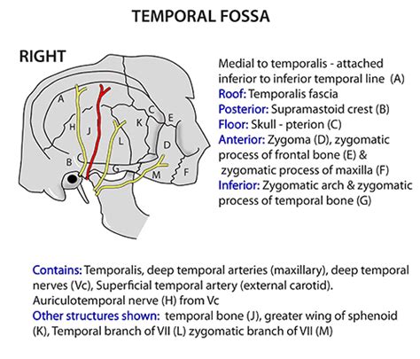 Instant Anatomy Head And Neck Areasorgans Temporal Fossa Bones