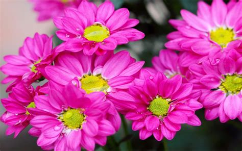 Chrysanthemum Flower Plants Dark Pink Papers Yellow Coins 4k Ultra Hd