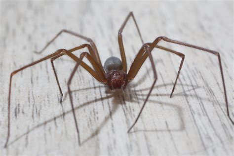 A aranha marrom é um perigoso aracnídeo, e dona de muitos segredos interessantes, quer conhecer eles? Picadas de aranha-marrom são perigosas. Saiba como ...