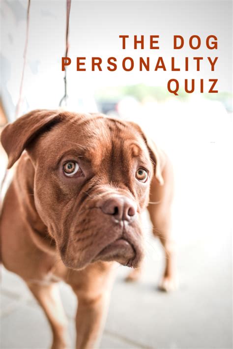 The Dog Personality Quiz The Rational Dog