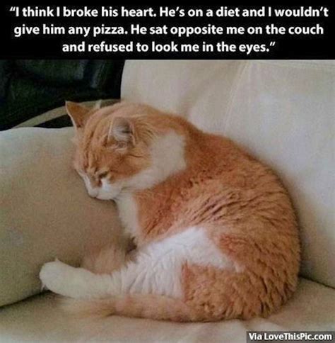 Cat On A Diet Gets Depressed When He Cant Have Pizza Pictures Photos