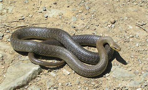 serpent