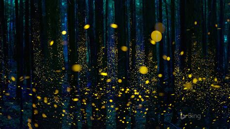 Japan Fireflies Illuminate A Forest In Shikoku 2017 Bing Desktop