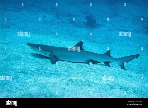 Whitetip Reef Shark The Maldives Stock Photo Alamy