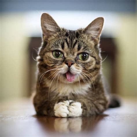 7 Potret Menggemaskan Kucing Selebgram Lil Bub Yang Mati Saat Tidur