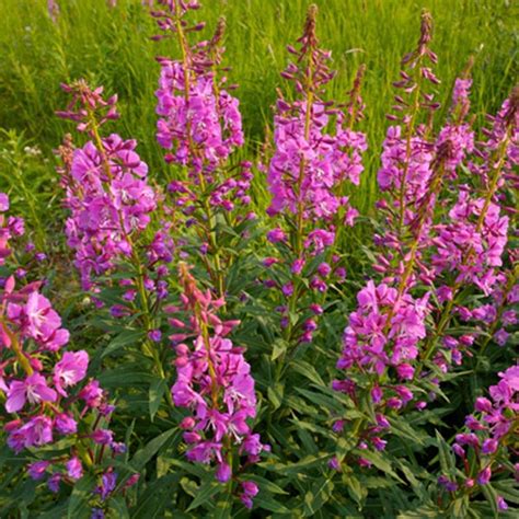 Fireweed Chamerion Angustifolium My Garden Life