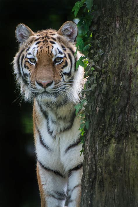 Bengal Tiger Panthera Tigris Tigris In Captivity Stock Photo Image Of