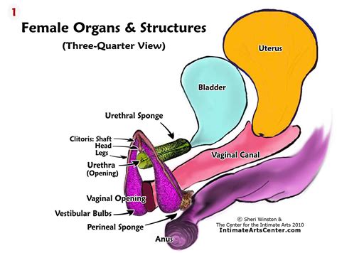 Illustration Of Woman S Internal Organs Female Internal Genital