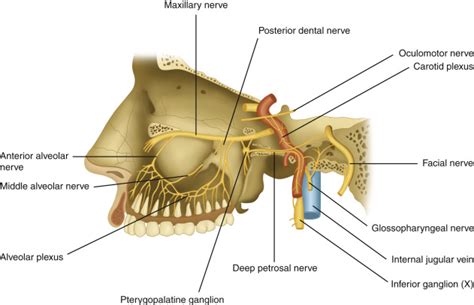 Gasserian Ganglion Anatomy