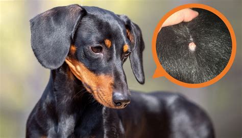 Dog Ingrown Hair Folliculitis