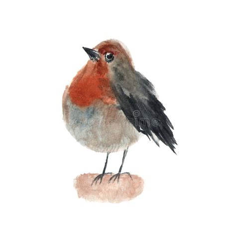 Watercolor Portrait Of Bird Robin Isolated On White Background Stock