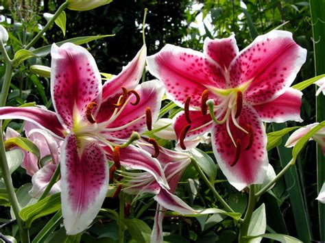 Growing Lily In Containers How To Grow Lily Plant Lillium Naturebring