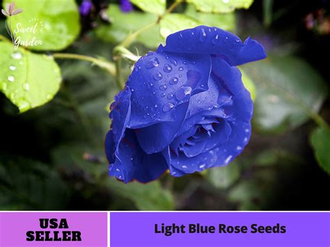Blue Rose Seeds Perennial Authentic Seeds Flowers Organic Non Gmo