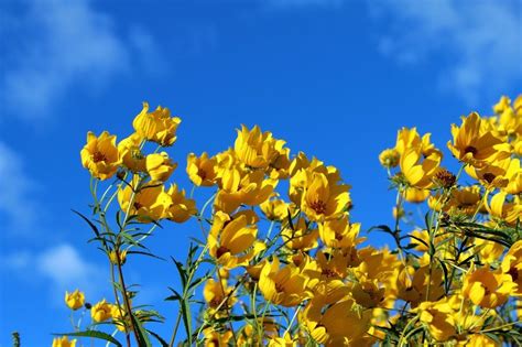 Yellow Wildflowers At Bright Blue Sky Free Image Download