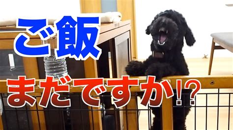 More meanings for 食べる (taberu). 【ご飯大好き‼︎】ご飯が食べたすぎて、ある行動をする犬が ...