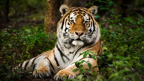 Por afinidad con este animal espiritual, puedes apreciar tratar cuestiones de la vida de. Tigre (Panthera tigris) - Monde Animal