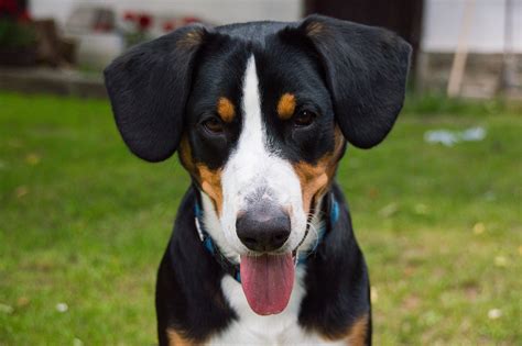 Entlebucher Mountain Dog Breed Information Health Appearance