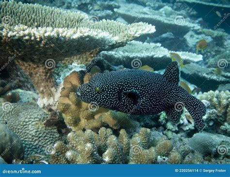 Black Puffer Fish Or Fugu Fish Or Blowfish At The Bottom Of The