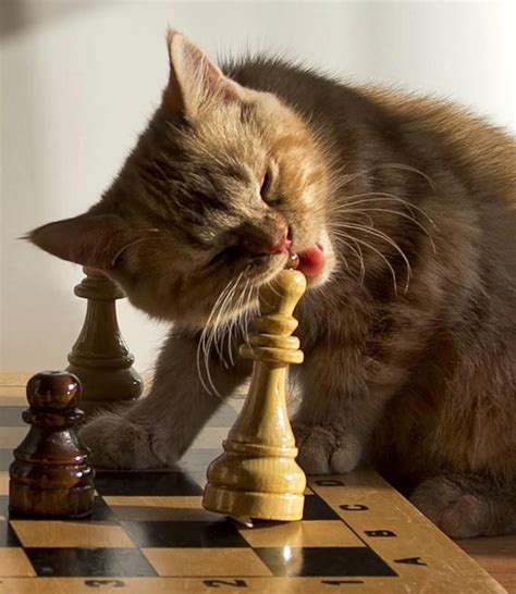 Life Is Like A Game Of Chess All The People In Your Life And Those That