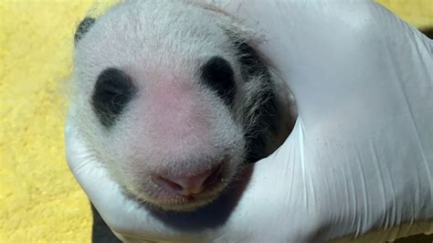 Smithsonian National Zoos 3 Week Old Panda Cub Gets Adorable 1st