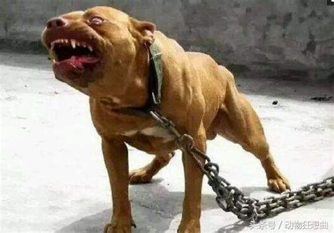 世界公認的最強之犬，其貌不揚卻戰鬥力爆表，藏獒被它秒殺 每日頭條
