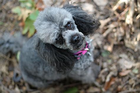 Your One Stop Guide To Different Poodle Breed Types