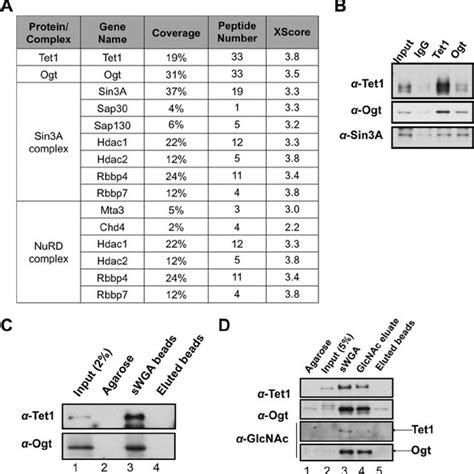 Ogt Regulates Tet1 Protein Expression A 293t Cells Transiently