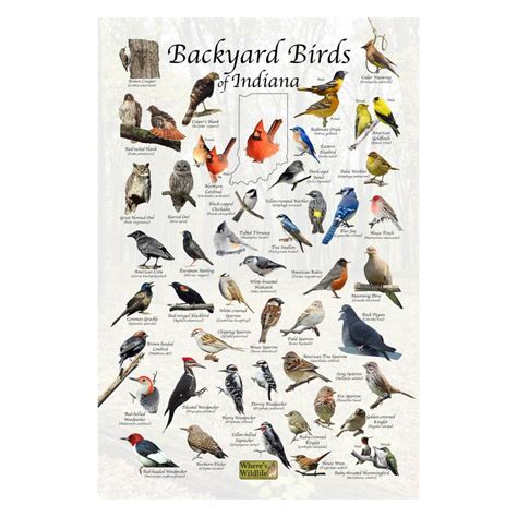 Backyard Birds Of Indiana Bird Identification Poster Bird Etsy