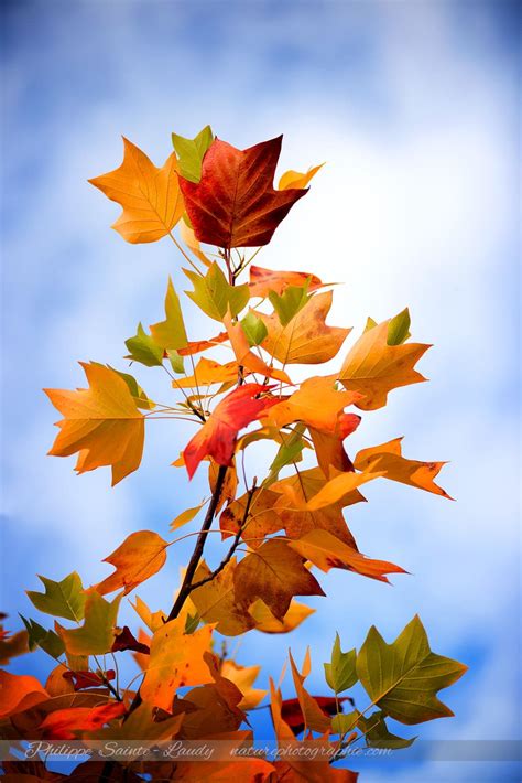 J'ai un chêne d'environ 20ans. Pourquoi les feuilles changent de couleur à l'automne ? - NATUREPHOTOGRAPHIE